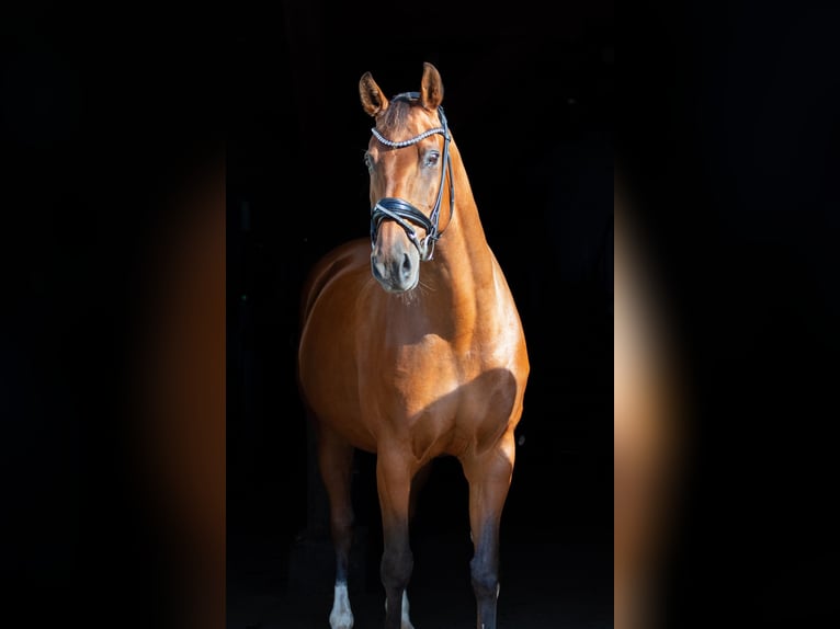 Deutsches Reitpferd Stute 13 Jahre 160 cm Brauner in Neumünster