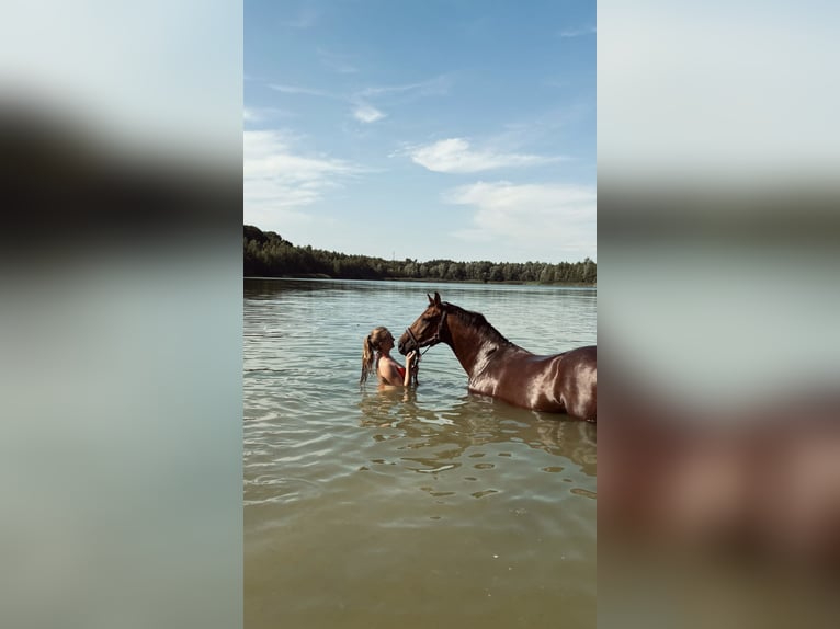 Deutsches Reitpferd Stute 13 Jahre 160 cm Brauner in Neumünster