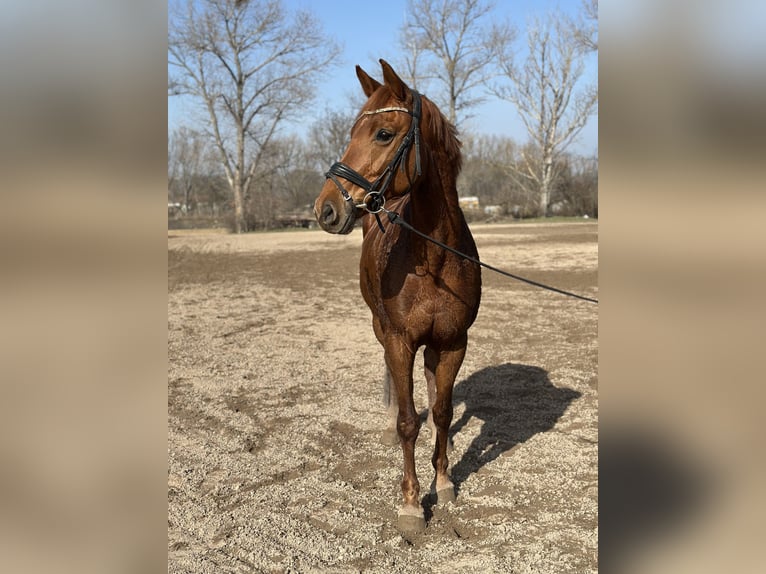 Deutsches Reitpferd Stute 13 Jahre 160 cm Dunkelfuchs in Drei Gleichen