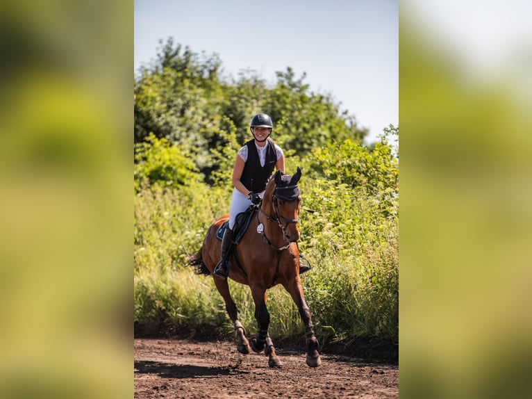 Deutsches Reitpferd Stute 13 Jahre 163 cm Brauner in Neumünster