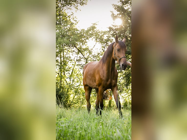 Deutsches Reitpferd Stute 13 Jahre 163 cm Brauner in Egg
