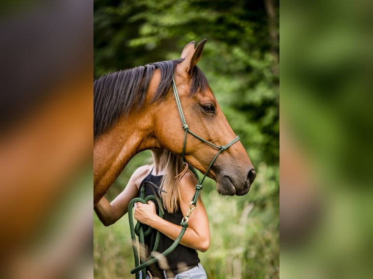 Deutsches Reitpferd Stute 13 Jahre 163 cm Brauner in Egg