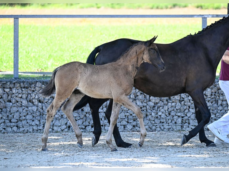 Deutsches Reitpferd Stute 13 Jahre 163 cm Schwarzbrauner in Reichenschwand Deutsches Reitpferd Stute 13 Jahre 163 cm Schwarzbrauner in Reichenschwand