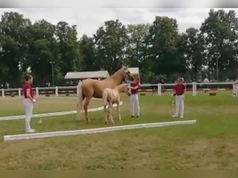 Deutsches Reitpferd Stute 13 Jahre 165 cm Palomino in Kospoda