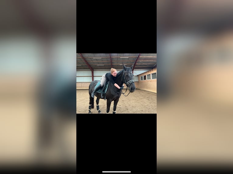 Deutsches Reitpferd Stute 13 Jahre 165 cm Rappe in EmkendorfEmkendorf