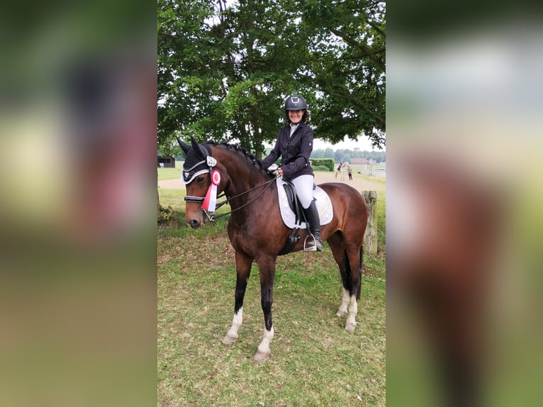 Deutsches Reitpferd Stute 13 Jahre 168 cm Brauner in Herten