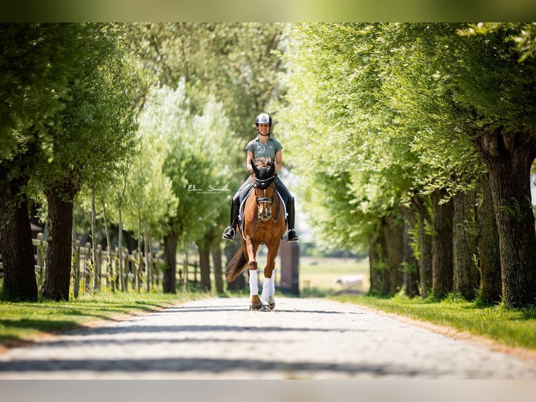 Deutsches Reitpferd Stute 13 Jahre 168 cm Dunkelfuchs in Wingene
