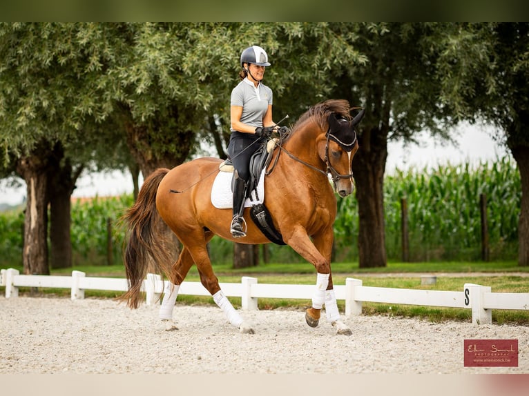 Deutsches Reitpferd Stute 13 Jahre 168 cm Dunkelfuchs in Wingene