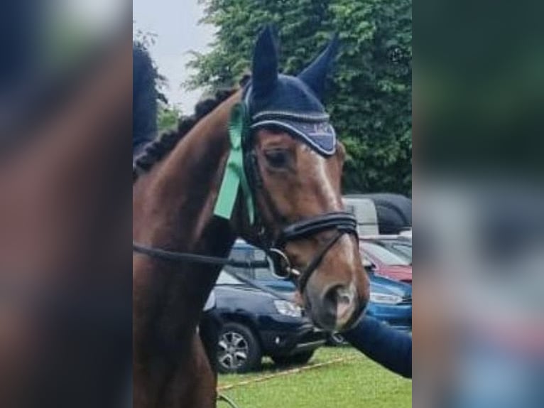 Deutsches Reitpferd Stute 13 Jahre 170 cm Dunkelfuchs in Werne