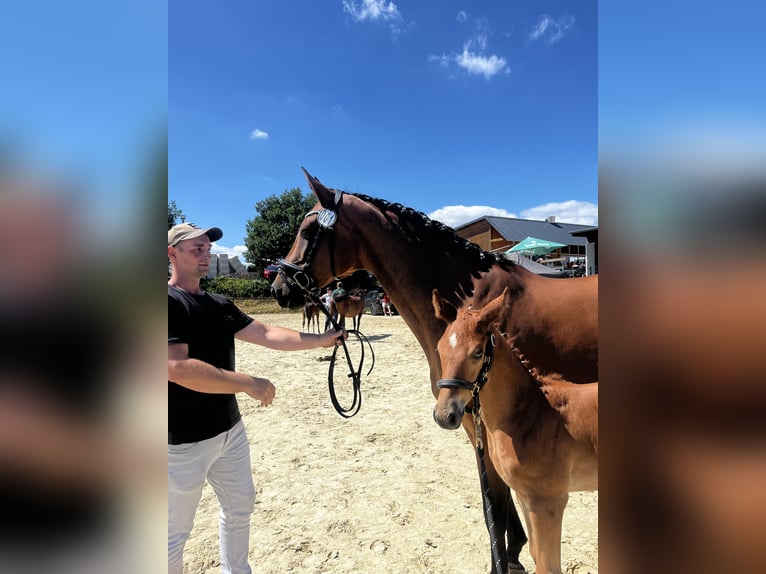 Deutsches Reitpferd Stute 13 Jahre 170 cm in WipperfürthWipperfürth