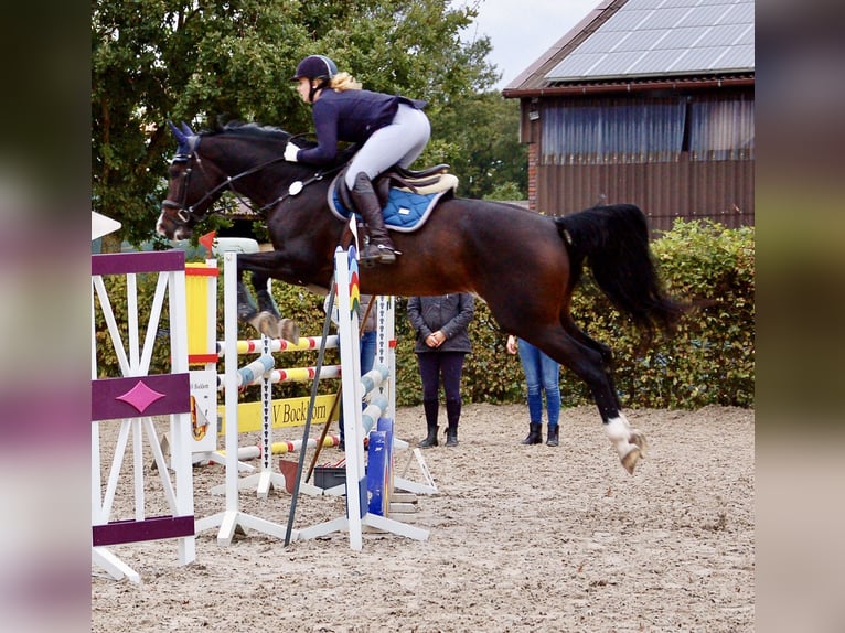 Deutsches Reitpferd Stute 13 Jahre 174 cm Dunkelbrauner in Hofheim am Taunus
