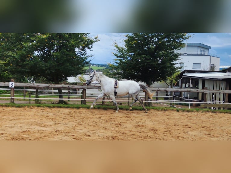 Deutsches Reitpferd Stute 13 Jahre 174 cm Schimmel in Hennef (Sieg)