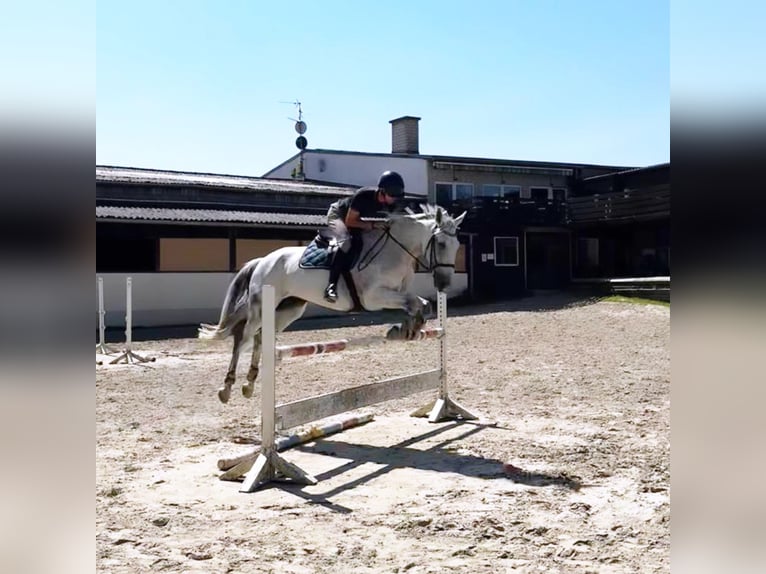 Deutsches Reitpferd Stute 13 Jahre 174 cm Schimmel in Hennef (Sieg)
