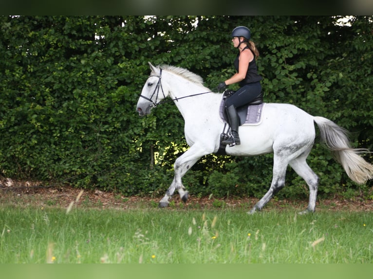 Deutsches Reitpferd Stute 13 Jahre 174 cm Schimmel in Hennef (Sieg)