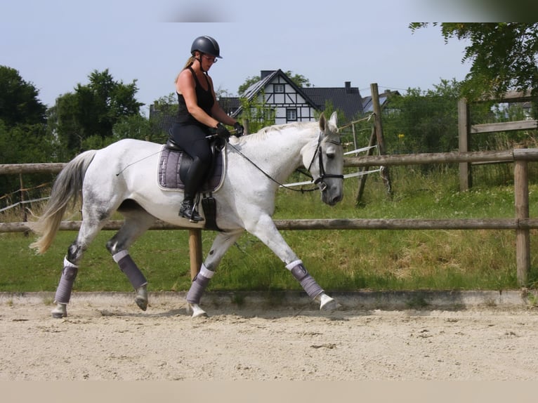 Deutsches Reitpferd Stute 13 Jahre 174 cm Schimmel in Hennef (Sieg)