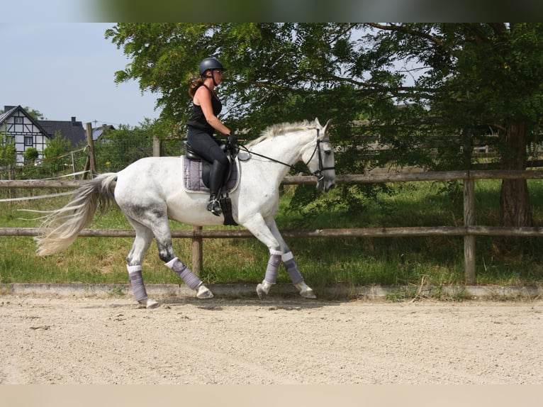 Deutsches Reitpferd Stute 13 Jahre 174 cm Schimmel in Hennef (Sieg)