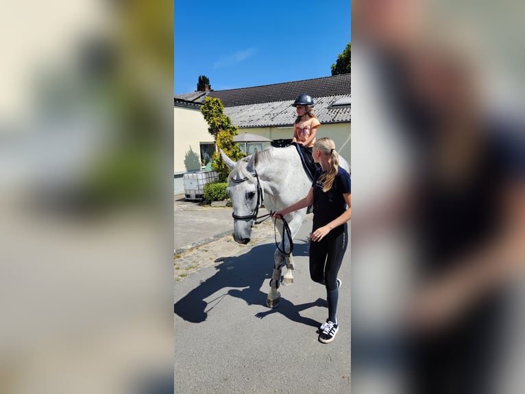 Deutsches Reitpferd Stute 13 Jahre 174 cm Schimmel in Hennef (Sieg)