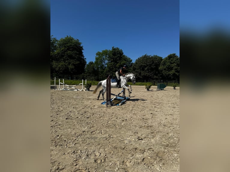 Deutsches Reitpferd Stute 13 Jahre 174 cm Schimmel in Hennef (Sieg)