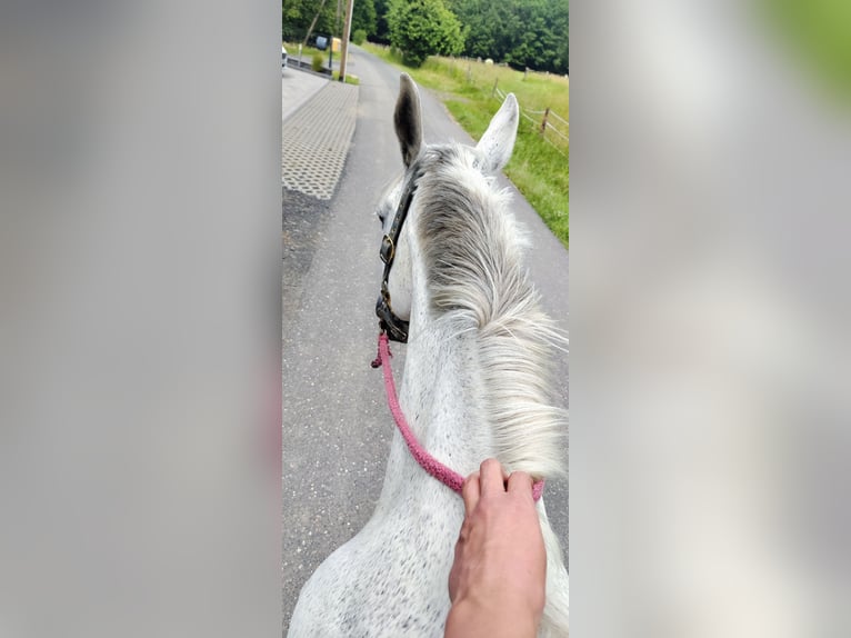 Deutsches Reitpferd Stute 13 Jahre 174 cm Schimmel in Hennef (Sieg)