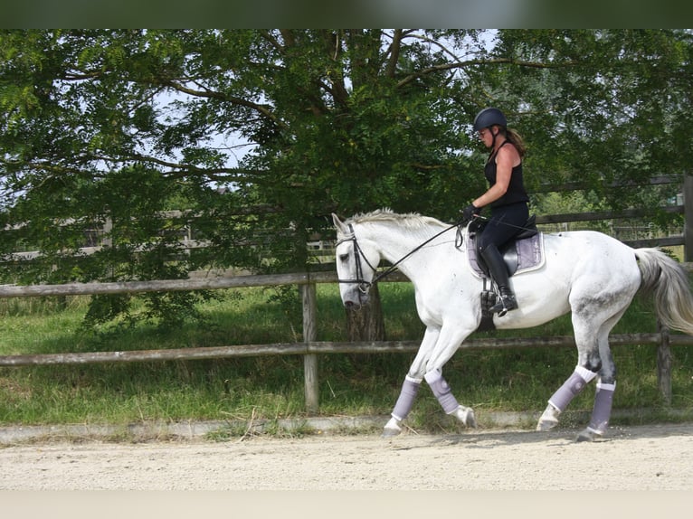 Deutsches Reitpferd Stute 13 Jahre 174 cm Schimmel in Hennef (Sieg)