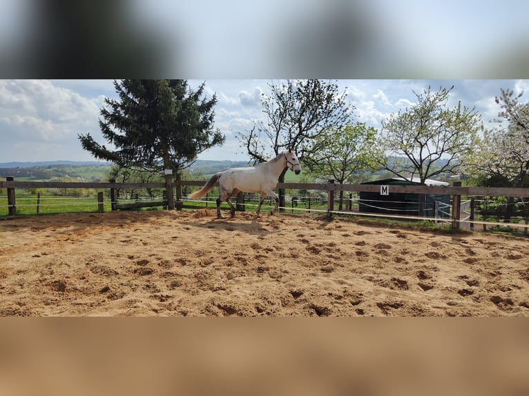 Deutsches Reitpferd Stute 13 Jahre 174 cm Schimmel in Hennef (Sieg)