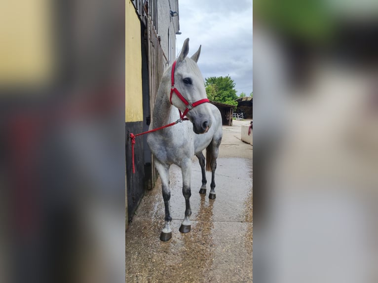 Deutsches Reitpferd Stute 13 Jahre 174 cm Schimmel in Hennef (Sieg)