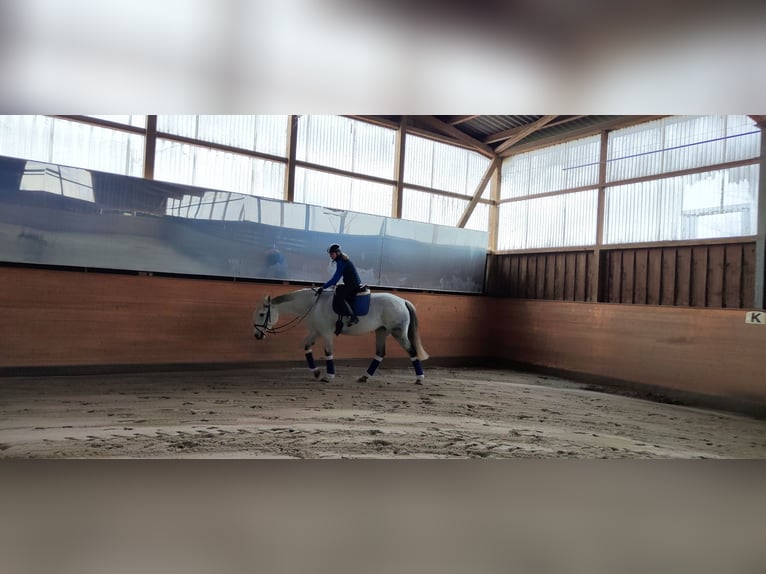Deutsches Reitpferd Stute 13 Jahre 174 cm Schimmel in Hennef (Sieg)