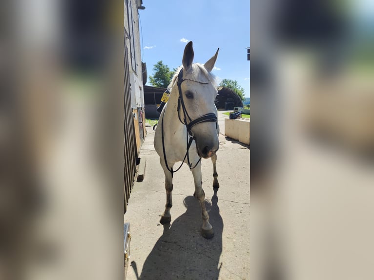 Deutsches Reitpferd Stute 13 Jahre 174 cm Schimmel in Hennef (Sieg)