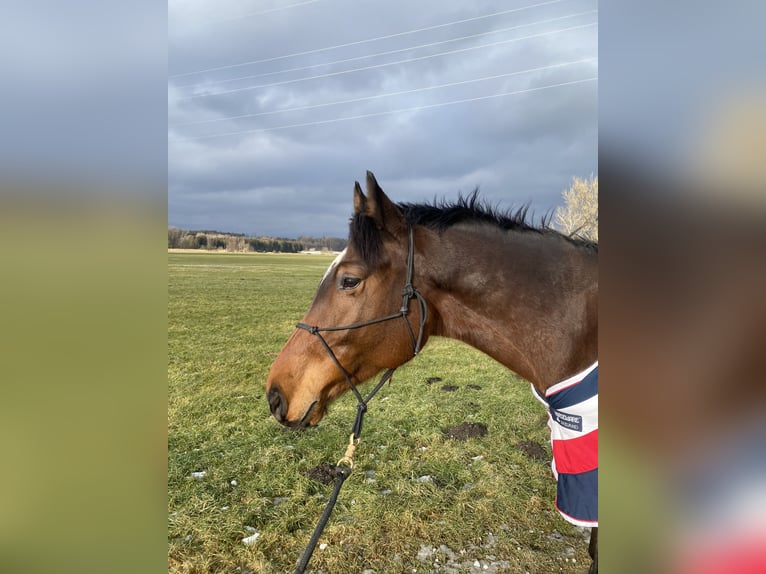Deutsches Reitpferd Stute 13 Jahre  in Grafing