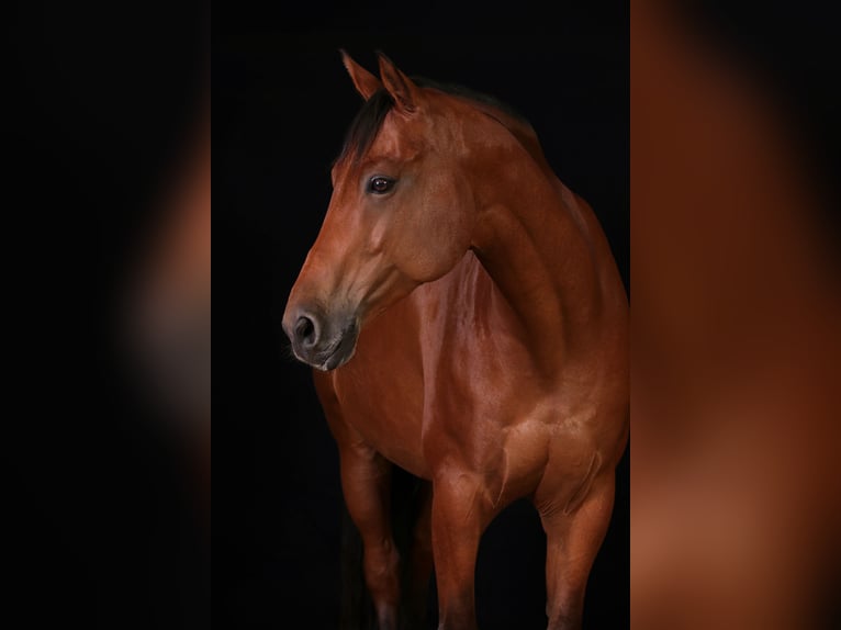 Deutsches Reitpferd Stute 13 Jahre  in Grafing