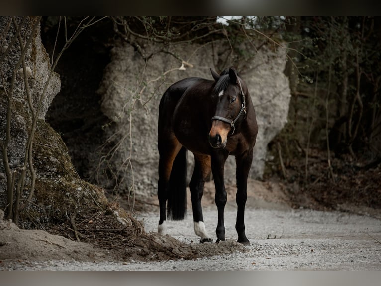 Deutsches Reitpferd Stute 13 Jahre  in Grafing