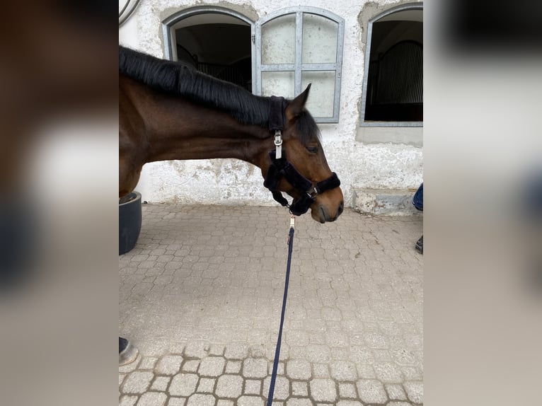 Deutsches Reitpferd Stute 13 Jahre  in Grafing
