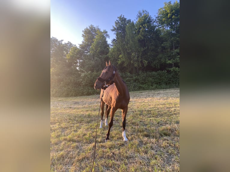 Deutsches Reitpferd Stute 13 Jahre  in Grafing