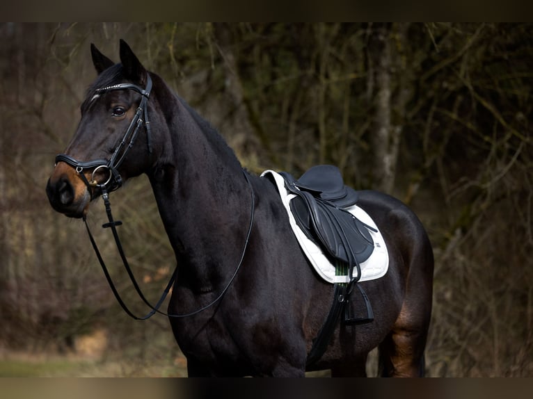 Deutsches Reitpferd Stute 13 Jahre  in Grafing