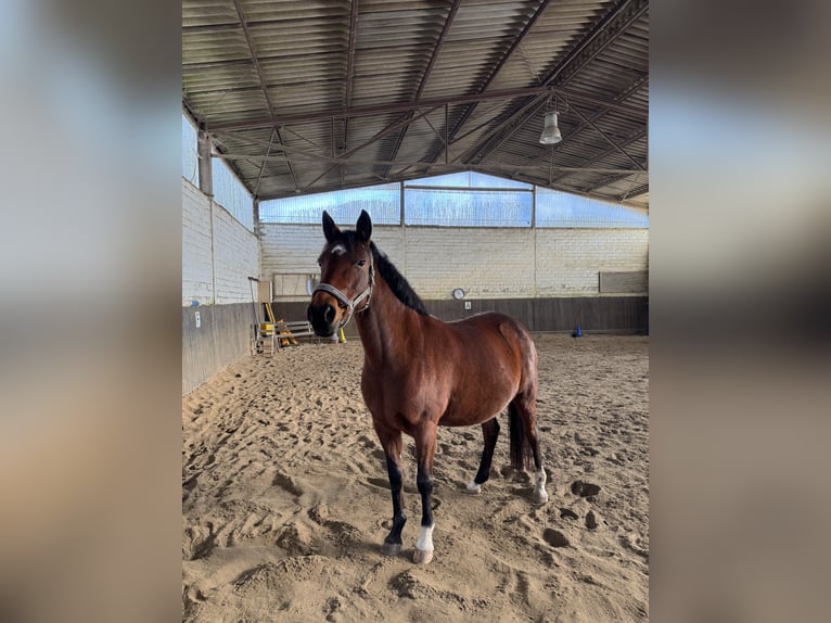 Deutsches Reitpferd Stute 14 Jahre 146 cm Brauner in Mülheim an der Ruhr