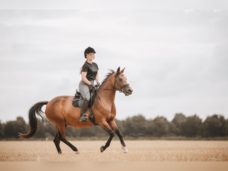 Deutsches Reitpferd Stute 14 Jahre 146 cm Brauner in Mülheim an der Ruhr