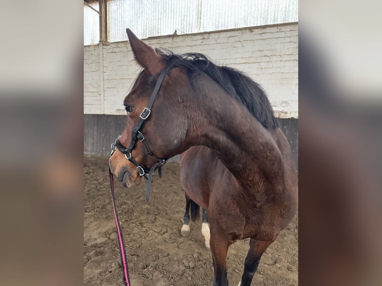 Deutsches Reitpferd Stute 14 Jahre 146 cm Brauner in Mülheim an der Ruhr