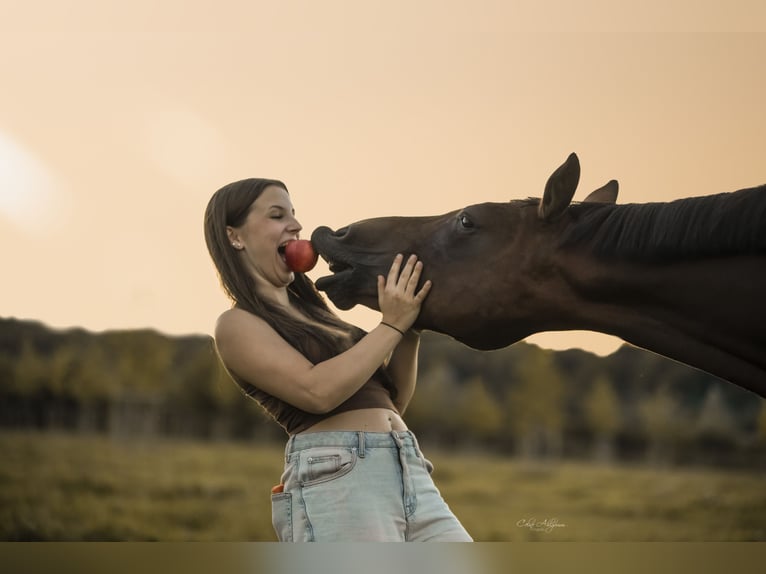 Deutsches Reitpferd Stute 14 Jahre 146 cm Brauner in Mülheim an der Ruhr