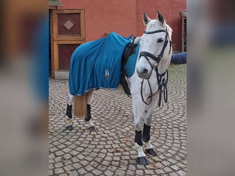 Deutsches Reitpferd Stute 14 Jahre 148 cm Schimmel in Hohn