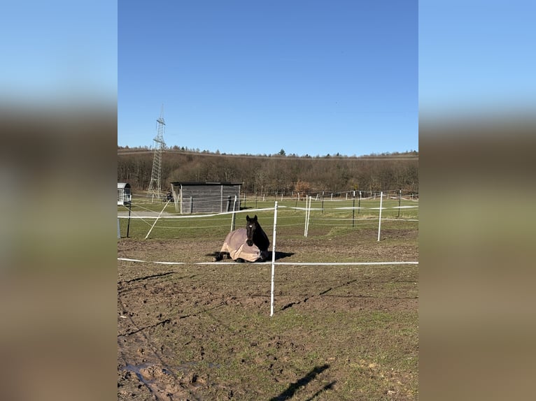 Deutsches Reitpferd Stute 14 Jahre 150 cm Dunkelbrauner in Homberg (Efze)
