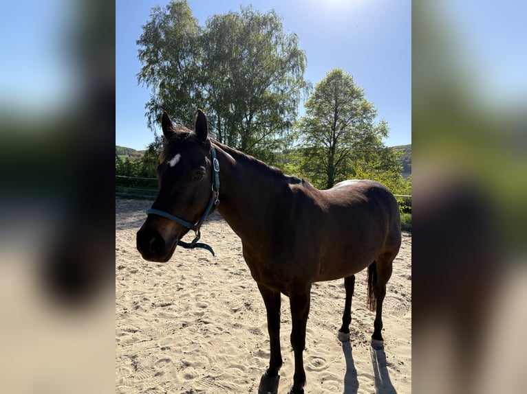 Deutsches Reitpferd Stute 14 Jahre 150 cm Dunkelbrauner in Homberg (Efze)