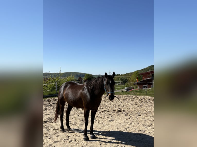 Deutsches Reitpferd Stute 14 Jahre 150 cm Dunkelbrauner in Homberg (Efze)