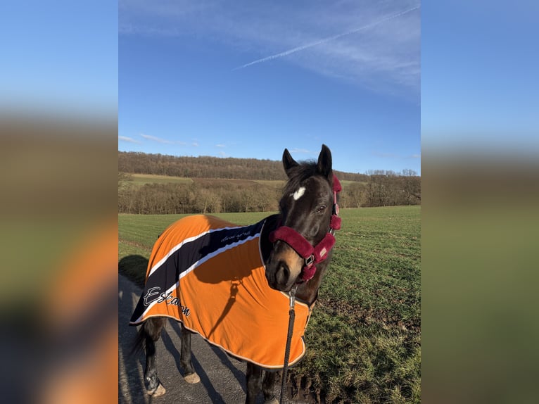 Deutsches Reitpferd Stute 14 Jahre 150 cm Dunkelbrauner in Homberg (Efze)
