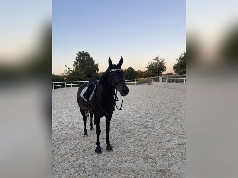 Deutsches Reitpferd Stute 14 Jahre 150 cm Dunkelbrauner in Homberg (Efze)