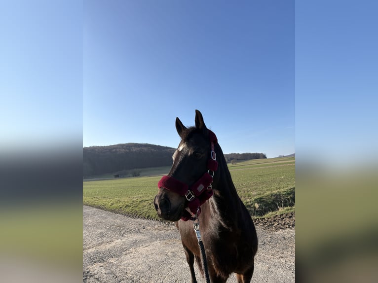 Deutsches Reitpferd Stute 14 Jahre 150 cm Dunkelbrauner in Homberg (Efze)