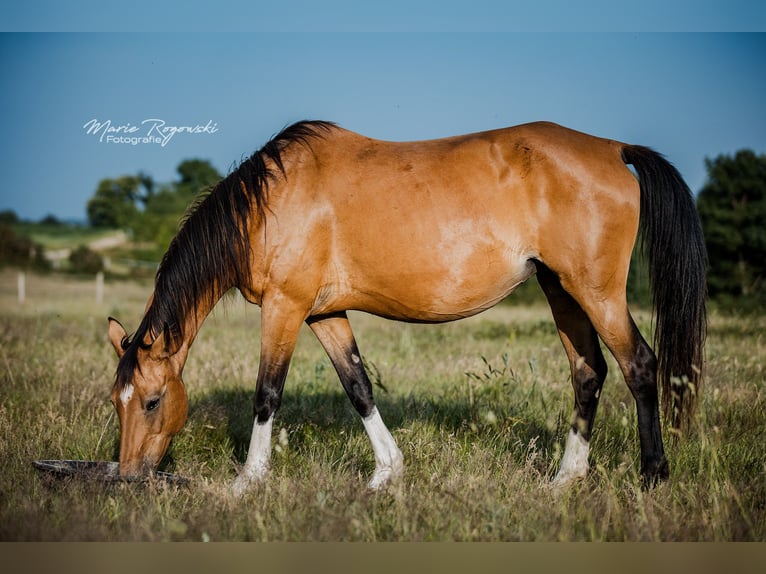Deutsches Reitpferd Stute 14 Jahre 154 cm Buckskin in Beaumont-Pied-de-Buf