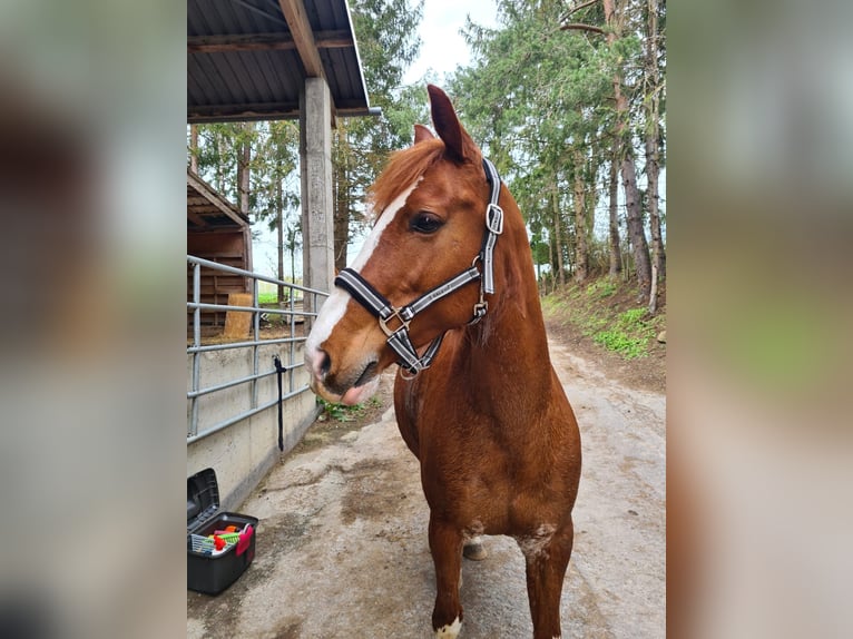 Deutsches Reitpferd Mix Stute 14 Jahre 154 cm Fuchs in Villingendorf