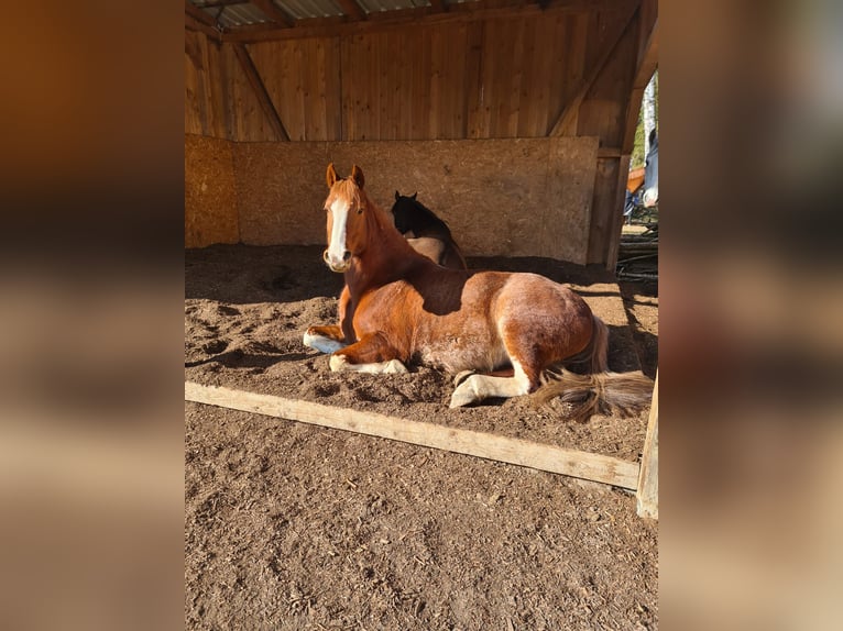Deutsches Reitpferd Mix Stute 14 Jahre 154 cm Fuchs in Villingendorf