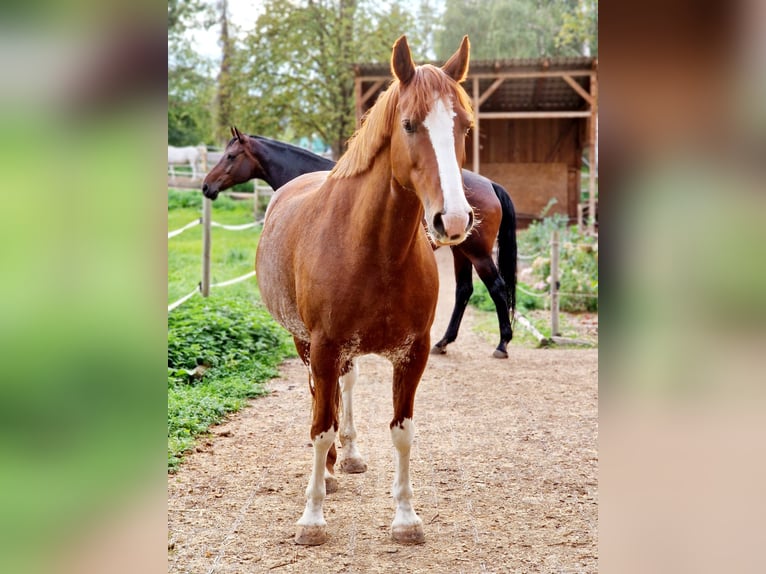 Deutsches Reitpferd Mix Stute 14 Jahre 154 cm Fuchs in Villingendorf