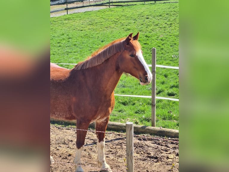 Deutsches Reitpferd Mix Stute 14 Jahre 154 cm Fuchs in Villingendorf